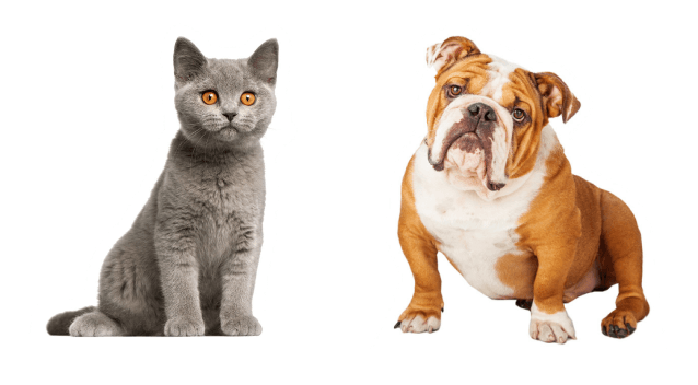 The Ultimutt Life- Size Pet Standups