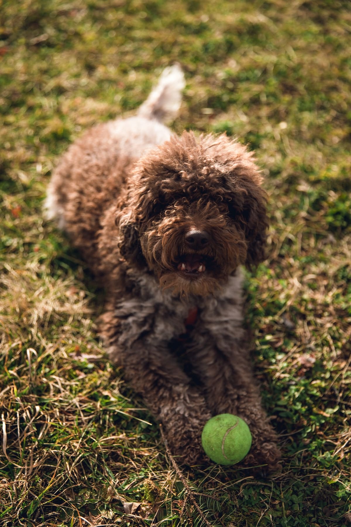 Lagotto Romagnolo dog playing in grass