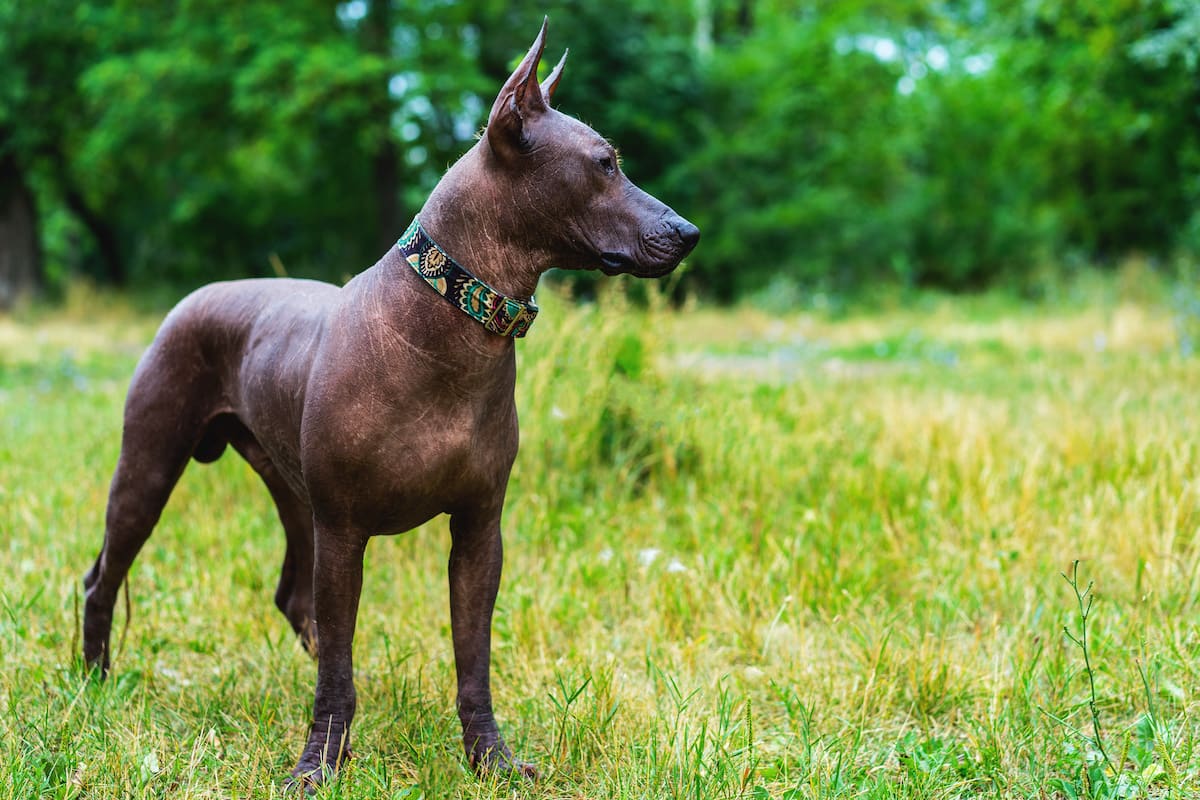 Xoloitzuitntli dog in the grass