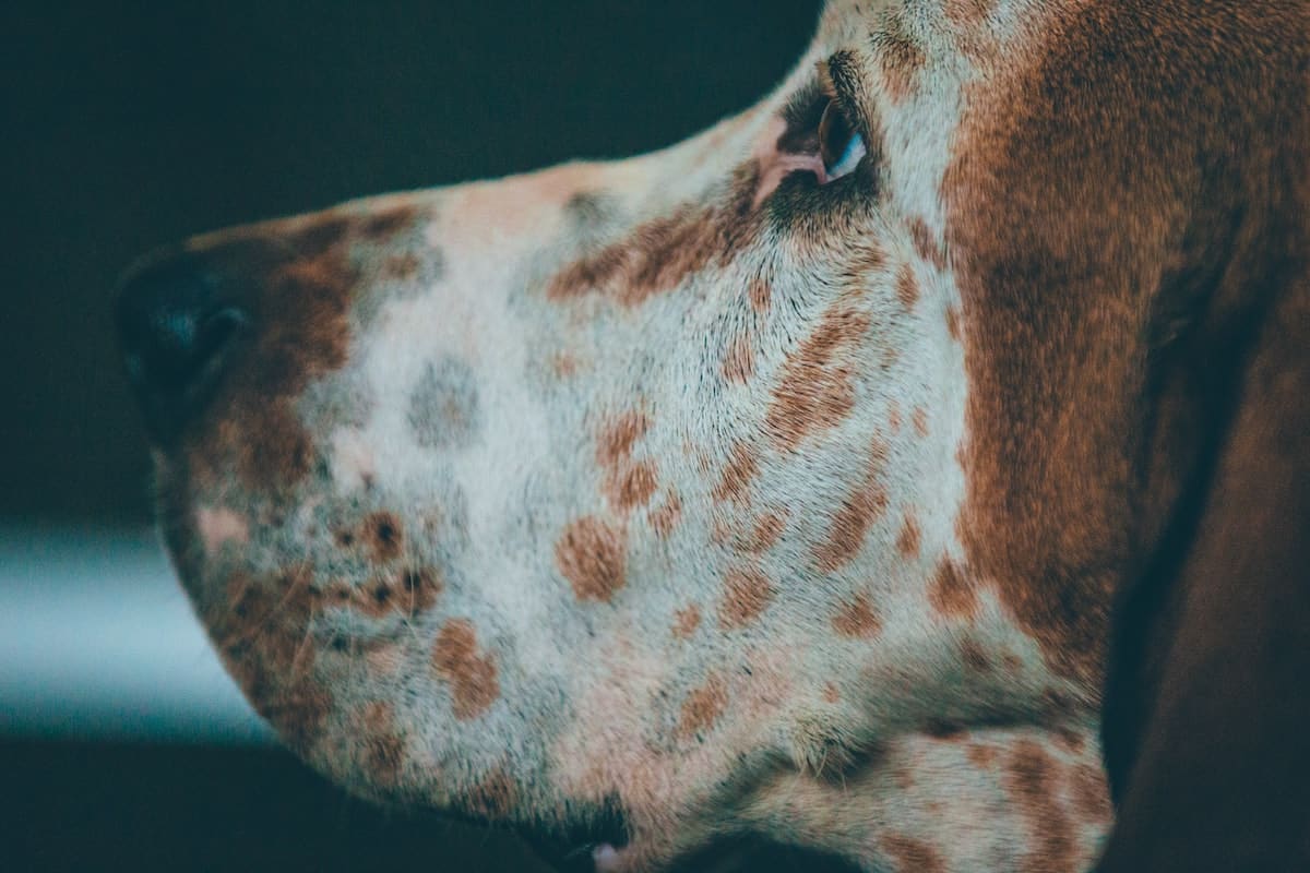 Catahoula Leopard Dog looking off to the left