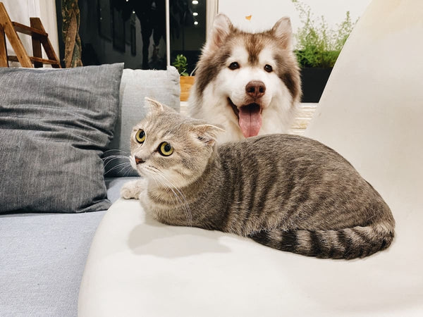 Dog and Cat on couch