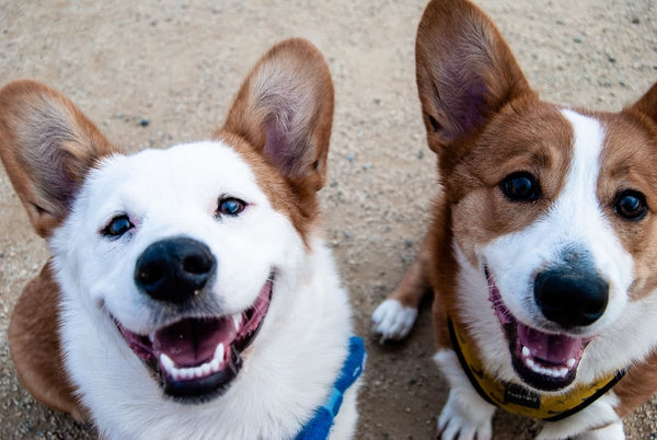 Two dogs sitting staring at camera