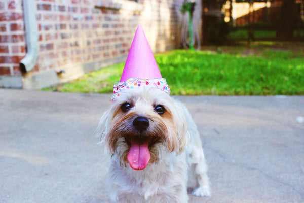 Dog with birthday hat on