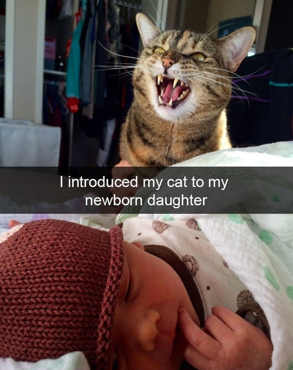 cat meme