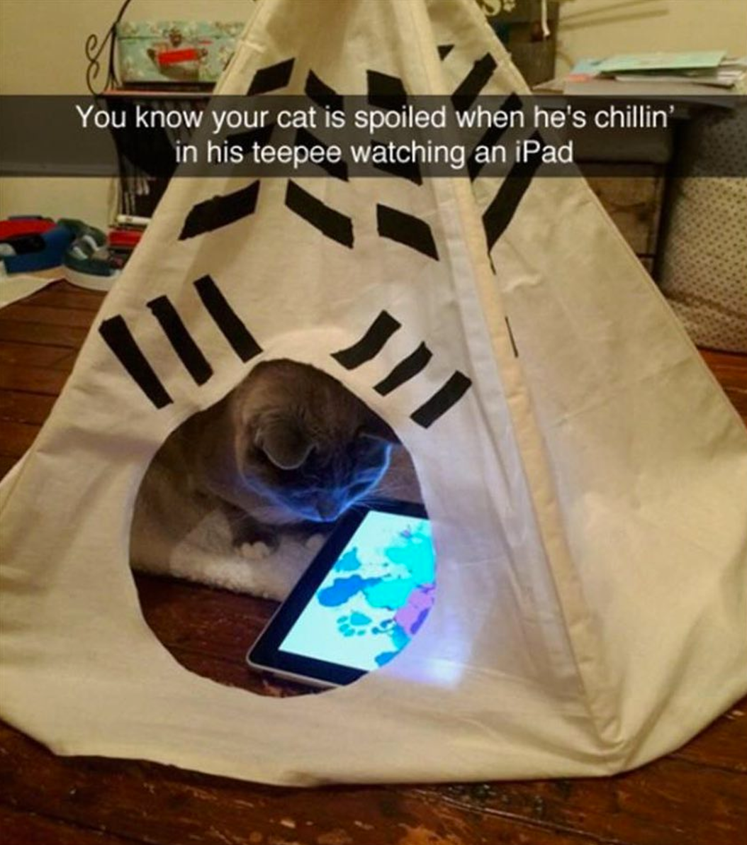 cat meme