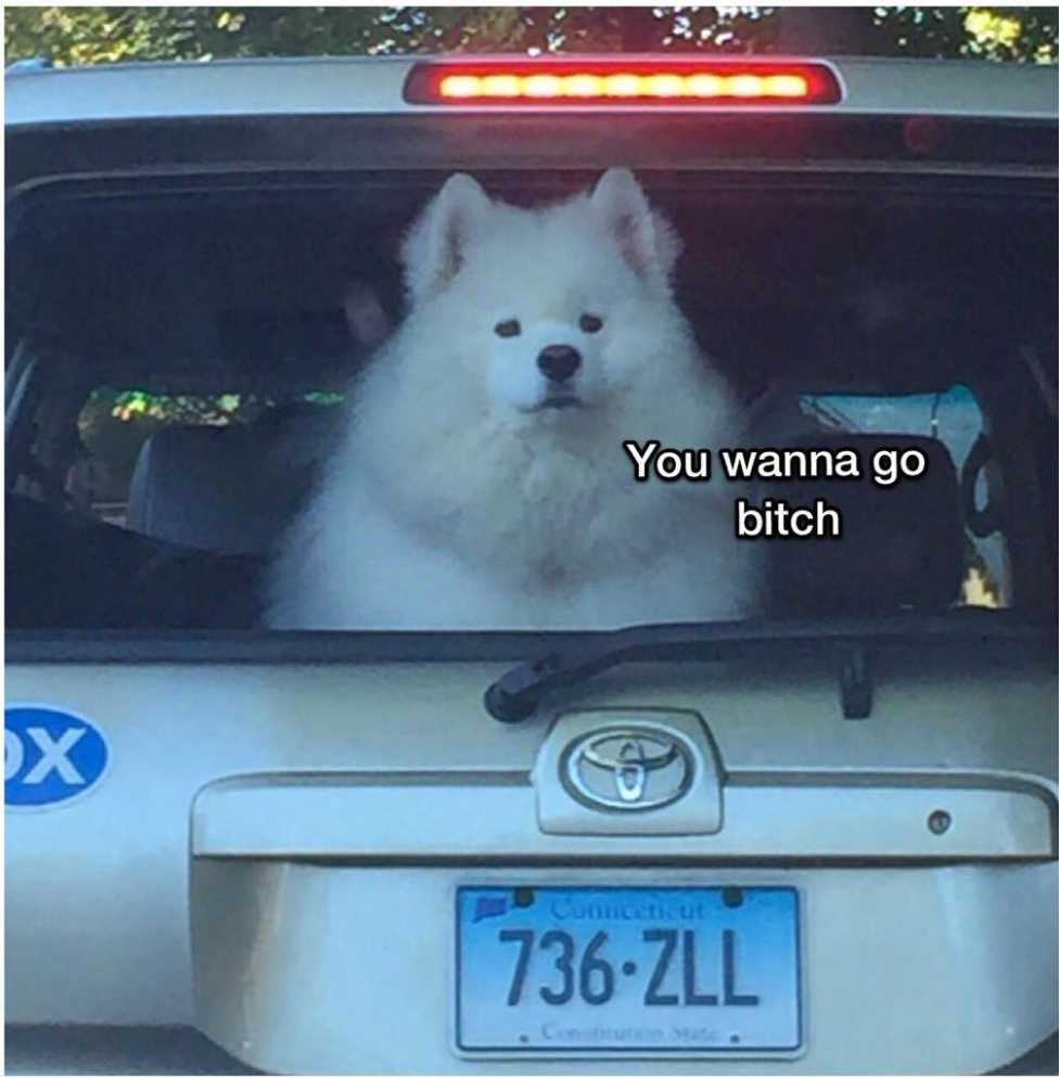 dogs in car meme