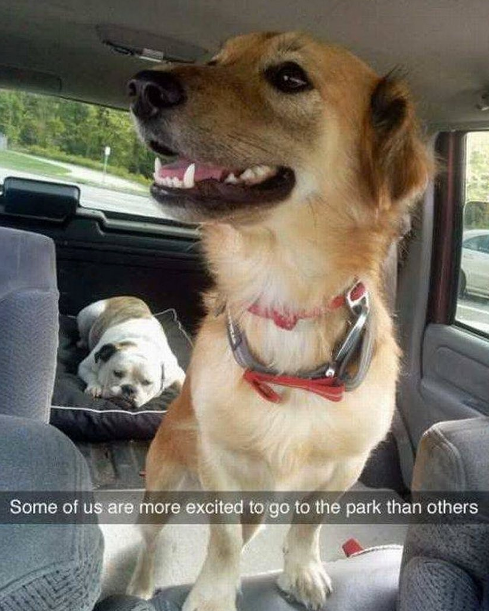 dogs in car meme