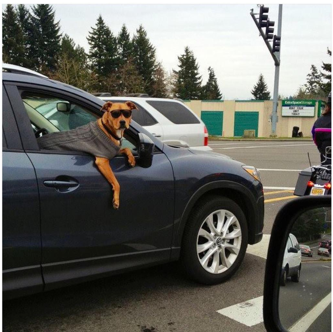 dogs in car meme