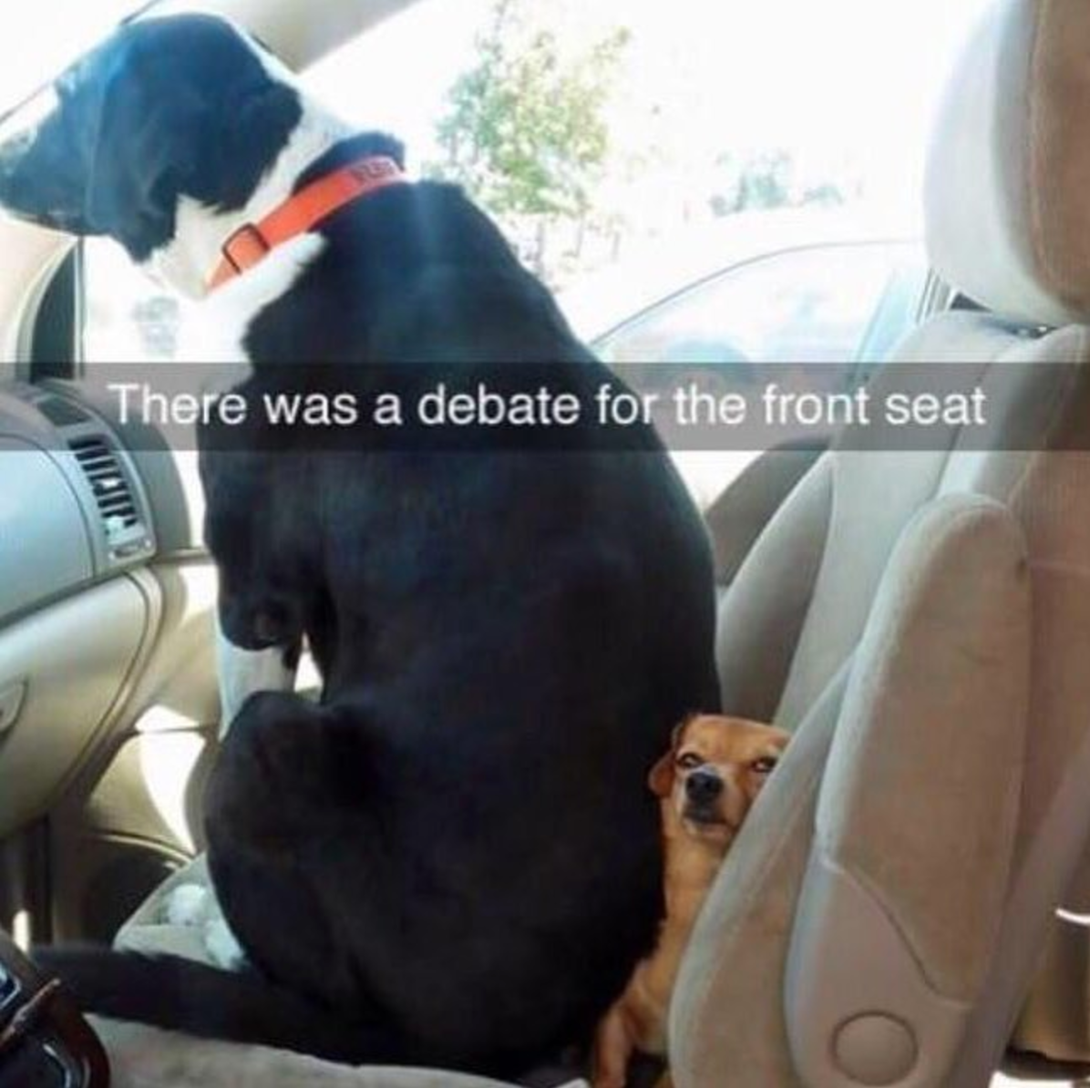 dogs in car meme