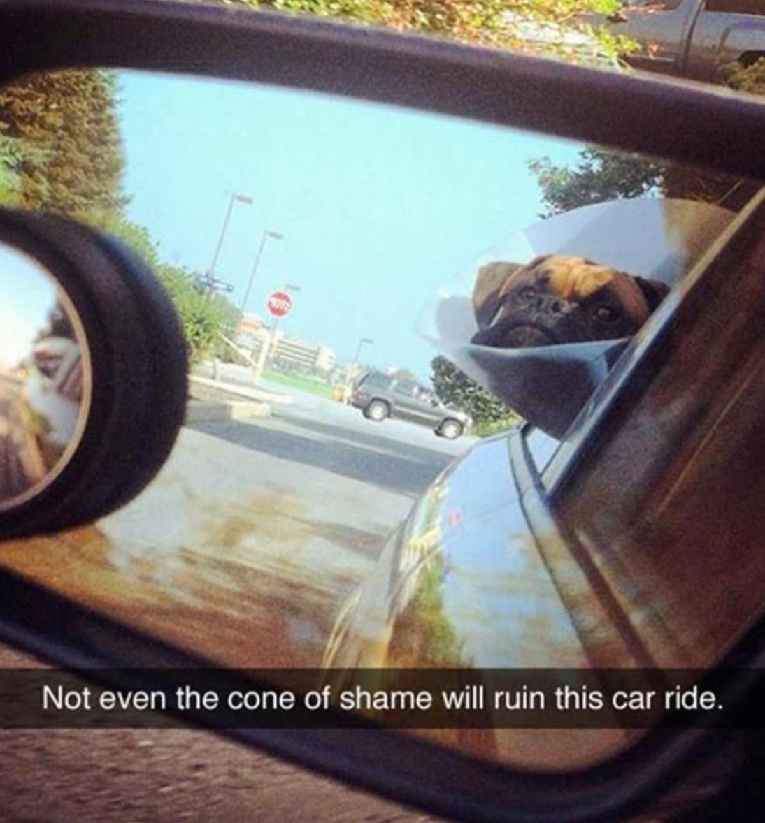 dogs in car meme