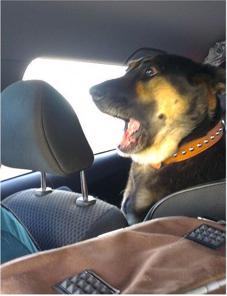 dogs in car meme