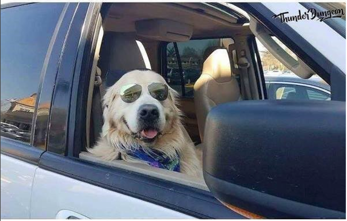 dogs in car meme